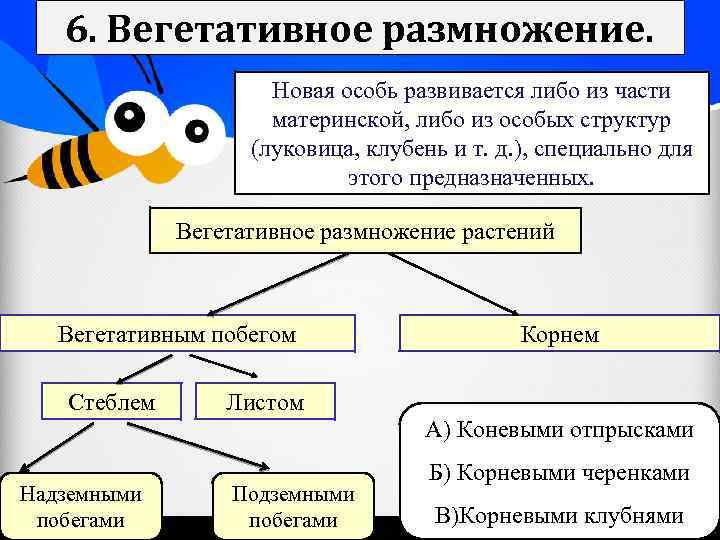6. Вегетативное размножение. Новая особь развивается либо из части материнской, либо из особых структур