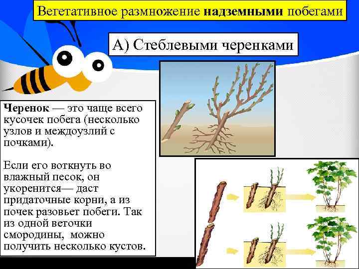 Вегетативное размножение надземными побегами А) Стеблевыми черенками Черенок — это чаще всего кусочек побега