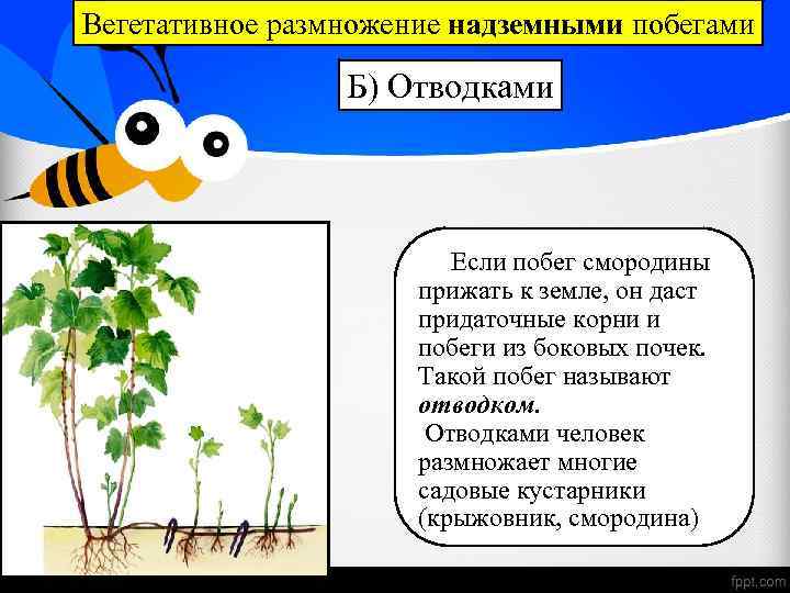 Вегетативное размножение надземными побегами Б) Отводками Если побег смородины прижать к земле, он даст