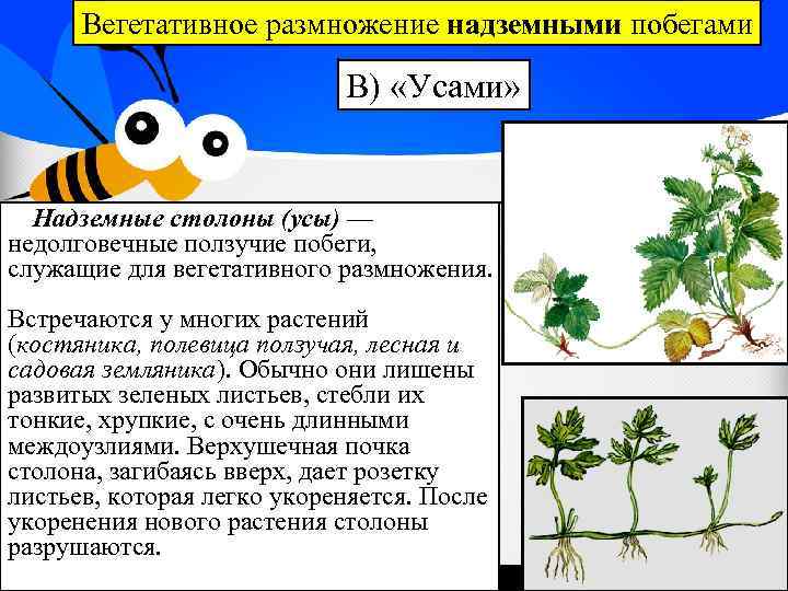 Вегетативное размножение надземными побегами В) «Усами» Надземные столоны (усы) — недолговечные ползучие побеги, служащие