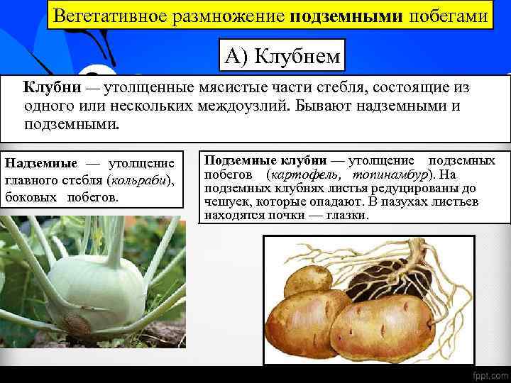 Вегетативное размножение подземными побегами А) Клубнем Клубни — утолщенные мясистые части стебля, состоящие из