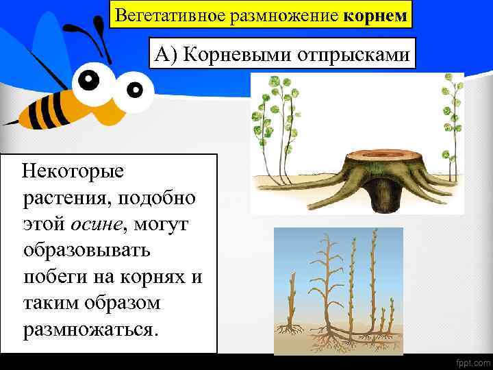 Вегетативное размножение корнем А) Корневыми отпрысками Некоторые растения, подобно этой осине, могут образовывать побеги