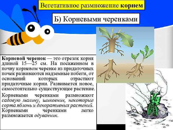 Вегетативное размножение корнем Б) Корневыми черенками Корневой черенок — это отрезок корня длиной 15—