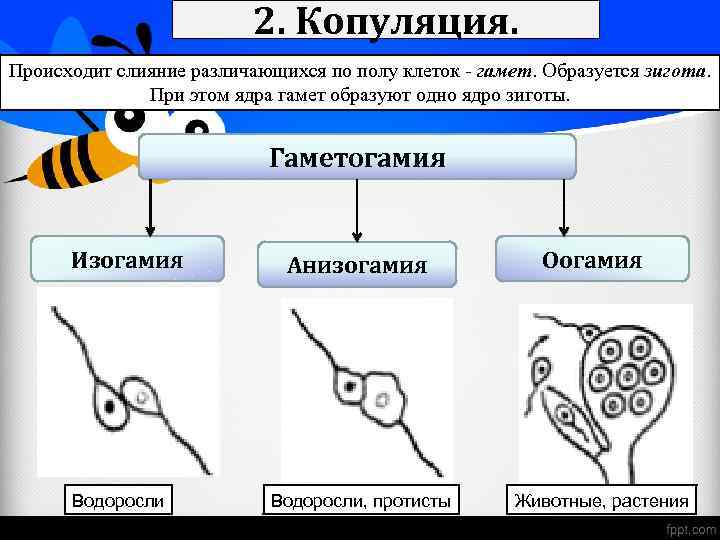 2. Копуляция. Происходит слияние различающихся по полу клеток - гамет. Образуется зигота. При этом