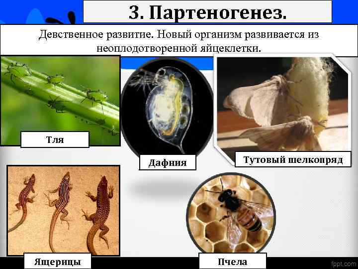 3. Партеногенез. Девственное развитие. Новый организм развивается из неоплодотворенной яйцеклетки. Тля Дафния Ящерицы Тутовый