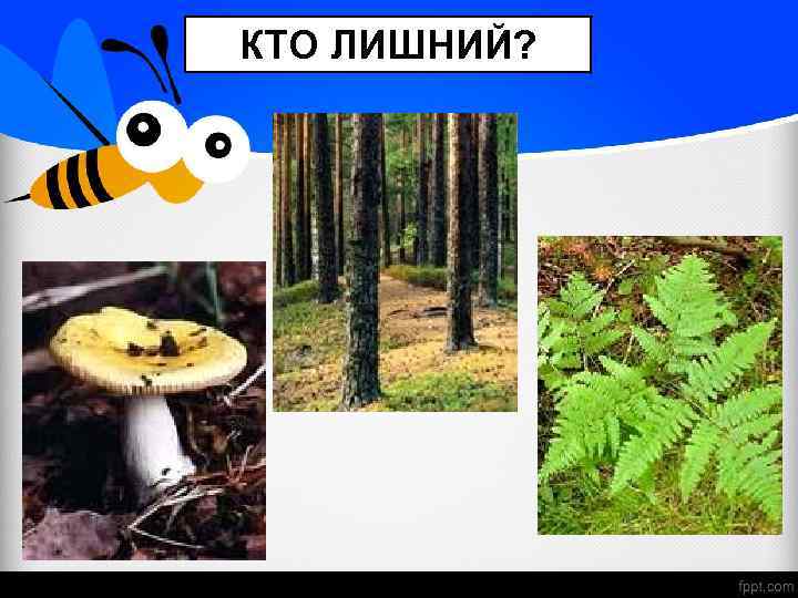 КТО ЛИШНИЙ? 