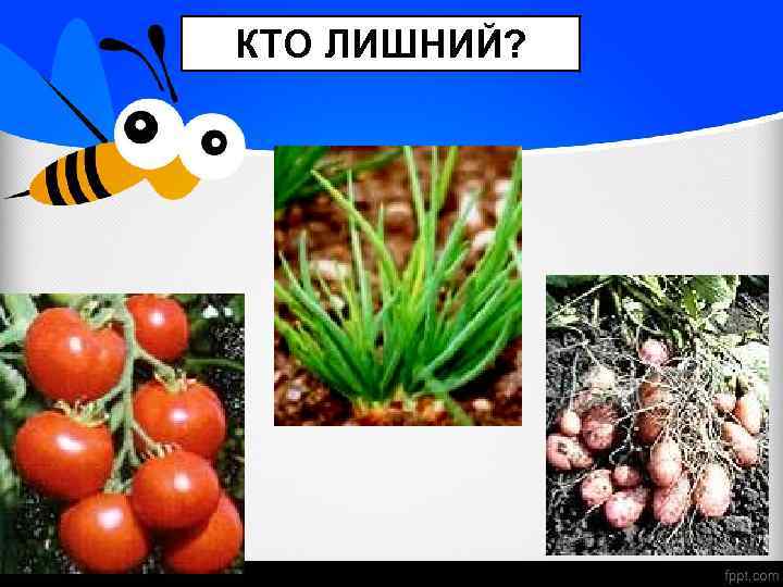 КТО ЛИШНИЙ? 