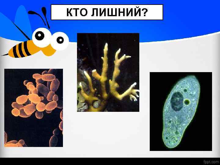 КТО ЛИШНИЙ? 