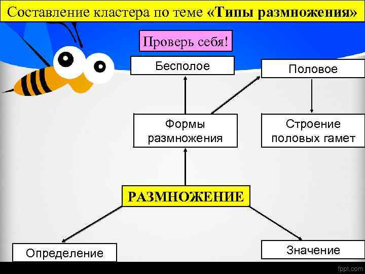 Составление кластера по теме «Типы размножения» Проверь себя! Бесполое Половое Формы размножения Строение половых