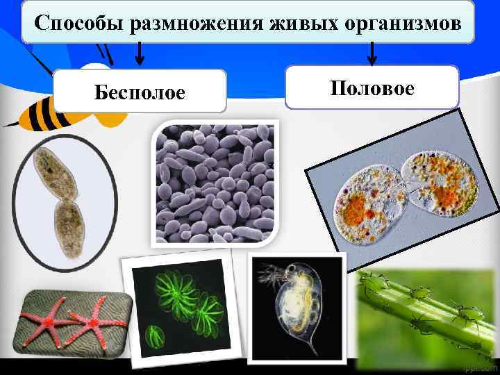 Размножение организмов происходит