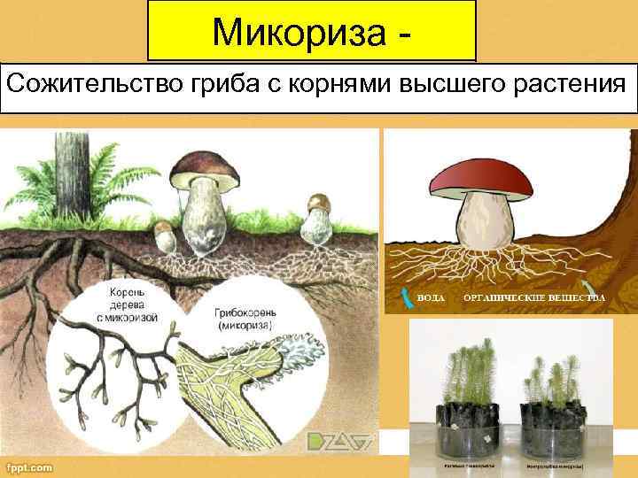 Микориза Сожительство гриба с корнями высшего растения 