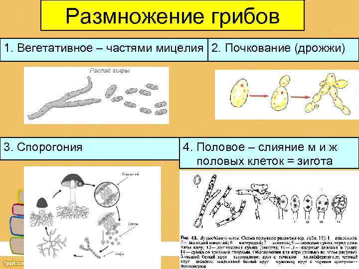 Размножение грибов 1. Вегетативное – частями мицелия 2. Почкование (дрожжи) 3. Спорогония 4. Половое