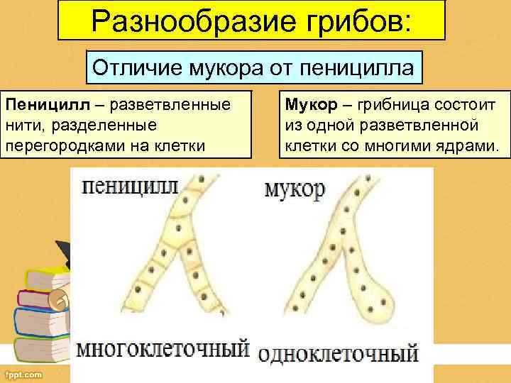 Разнообразие грибов: Отличие мукора от пеницилла Пеницилл – разветвленные нити, разделенные перегородками на клетки