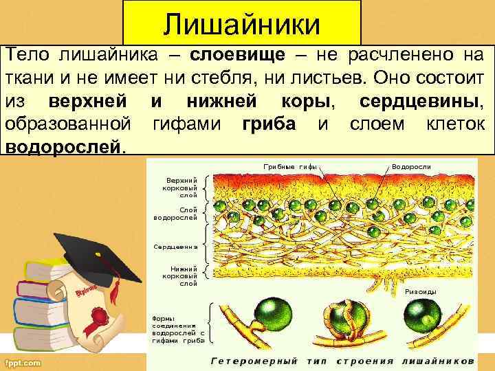 Лишайники Тело лишайника – слоевище – не расчленено на ткани и не имеет ни