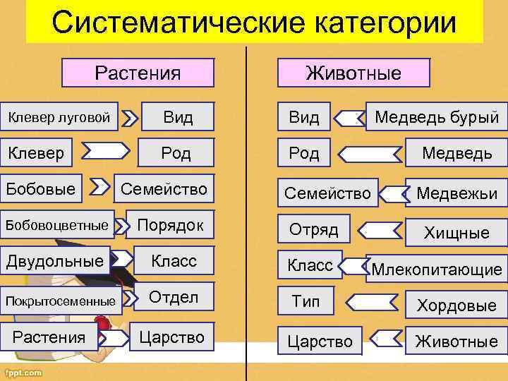 Систематические категории Растения Животные Клевер луговой Вид Клевер Род Бобовые Семейство Медведь бурый Медведь