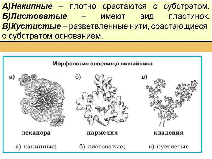 А)Накипные – плотно срастаются с субстратом. Б)Листоватые – имеют вид пластинок. В)Кустистые – разветвленные