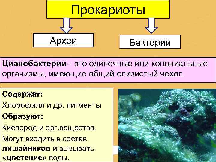 Прокариоты Археи Бактерии Цианобактерии - это одиночные или колониальные организмы, имеющие общий слизистый чехол.