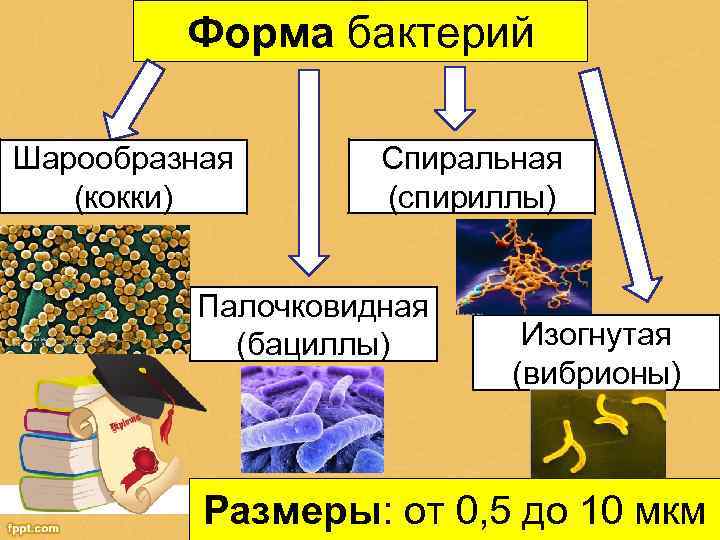 Форма бактерий Шарообразная (кокки) Спиральная (спириллы) Палочковидная (бациллы) Изогнутая (вибрионы) Размеры: от 0, 5