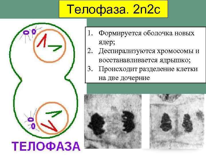 Телофаза. 2 n 2 c 1. Формируется оболочка новых ядер; 2. Деспирализуются хромосомы и