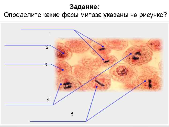 Задание: Определите какие фазы митоза указаны на рисунке? 1 2 3 4 5 