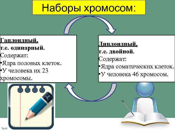 Наборы хромосом: Гаплоидный, т. е. одинарный. Содержат: • Ядра половых клеток. • У человека