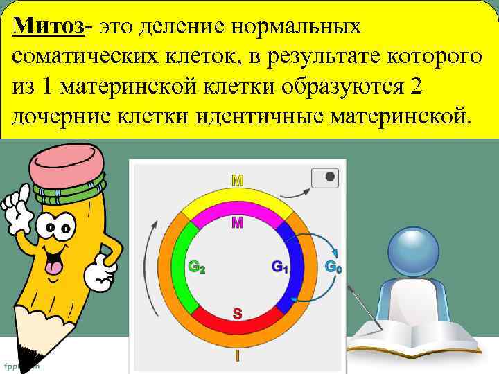 Митоз- это деление нормальных соматических клеток, в результате которого из 1 материнской клетки образуются