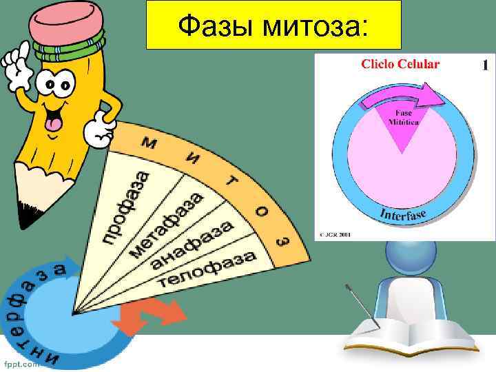 Фазы митоза: 