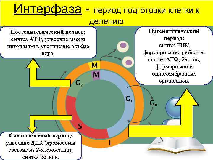 Интерфаза - период подготовки клетки к делению Постсинтетический период: синтез АТФ, удвоение массы цитоплазмы,