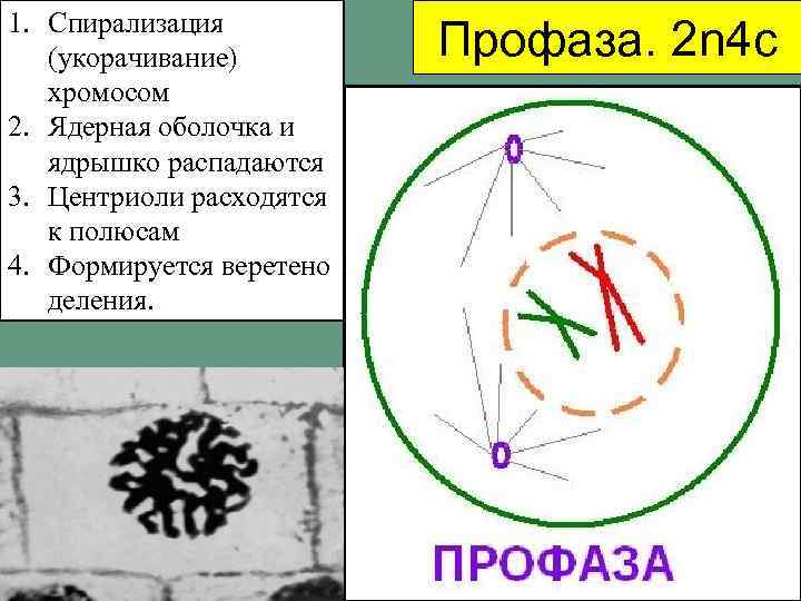 1. Спирализация (укорачивание) хромосом 2. Ядерная оболочка и ядрышко распадаются 3. Центриоли расходятся к