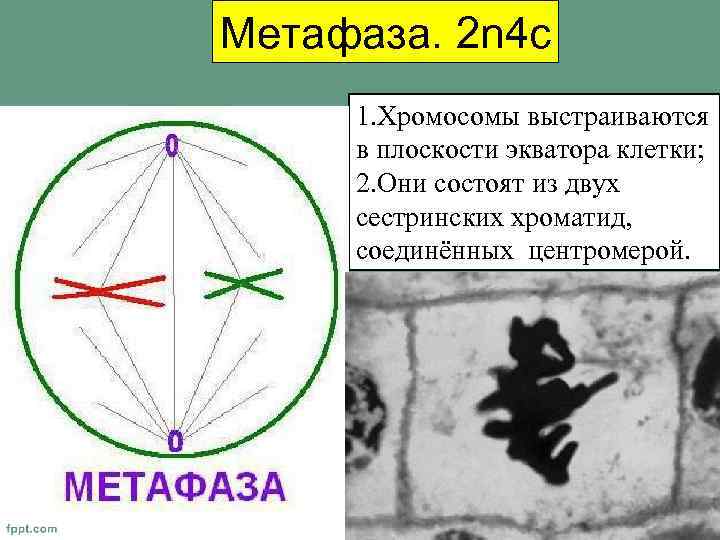 Метафаза. 2 n 4 c 1. Хромосомы выстраиваются в плоскости экватора клетки; 2. Они