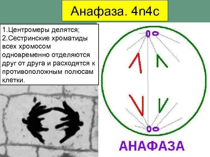 Анафаза. 4 n 4 c 1. Центромеры делятся; 2. Сестринские хроматиды всех хромосом одновременно