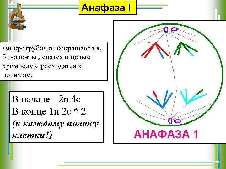 Анафаза I • микротрубочки сокращаются, биваленты делятся и целые хромосомы расходятся к полюсам. В