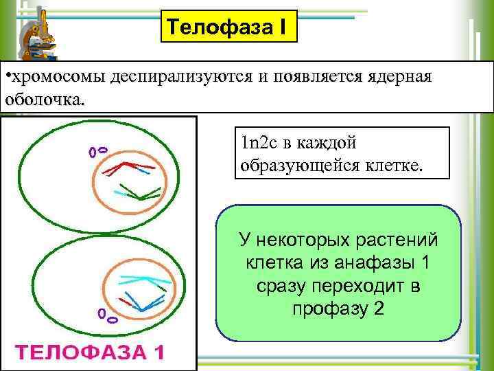 Телофаза I • хромосомы деспирализуются и появляется ядерная оболочка. 1 n 2 c в