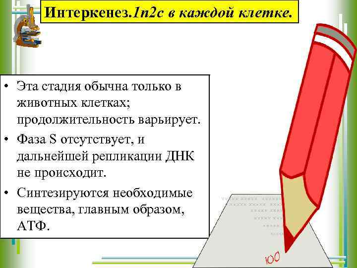 Интеркенез. 1 n 2 c в каждой клетке. • Эта стадия обычна только в