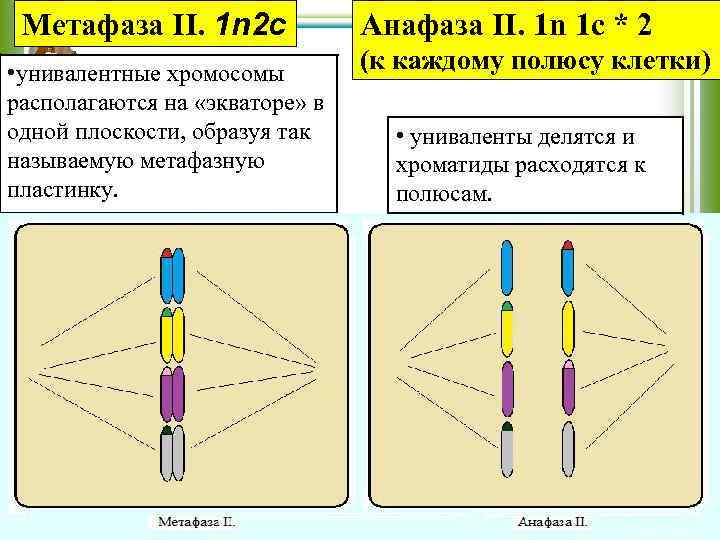 Метафаза II. 1 n 2 с • унивалентные хромосомы располагаются на «экваторе» в одной