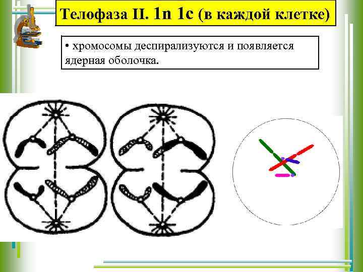Телофаза II. 1 n 1 c (в каждой клетке) • хромосомы деспирализуются и появляется