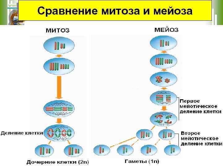 Сравнение митоза и мейоза 
