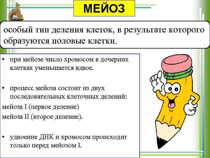 МЕЙОЗ особый тип деления клеток, в результате которого образуются половые клетки. • при мейозе