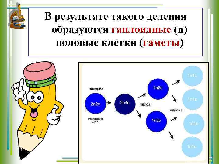 В результате такого деления образуются гаплоидные (n) половые клетки (гаметы) 