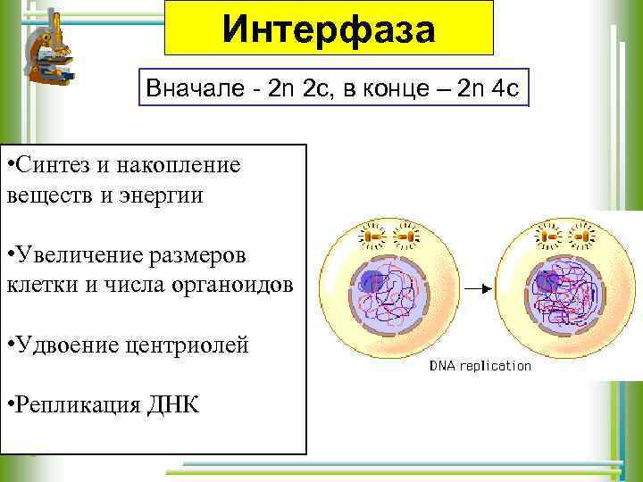 Интерфаза Вначале - 2 n 2 c, в конце – 2 n 4 с