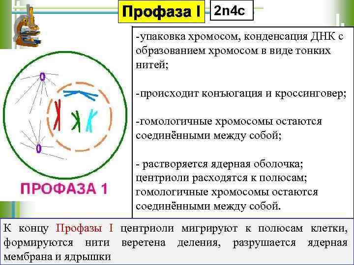Профаза I 2 n 4 c -упаковка хромосом, конденсация ДНК с образованием хромосом в