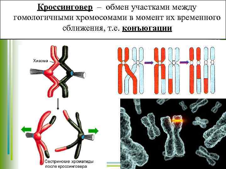 Кроссинговер – обмен участками между гомологичными хромосомами в момент их временного сближения, т. е.