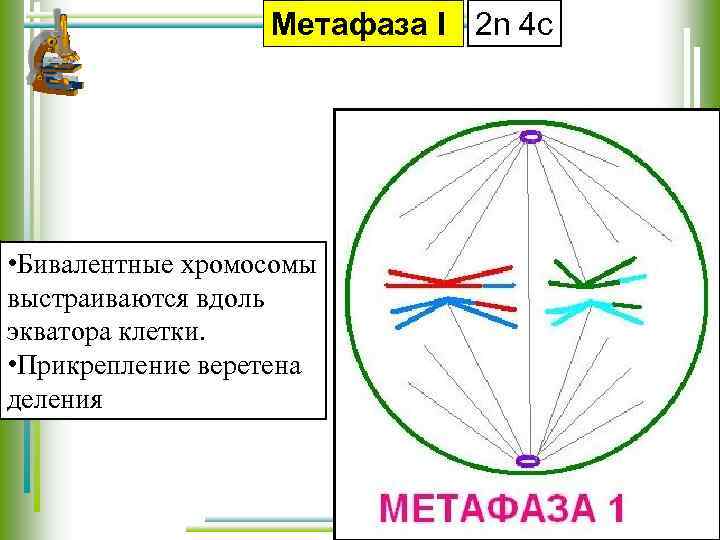 Метафаза I 2 n 4 с • Бивалентные хромосомы выстраиваются вдоль экватора клетки. •