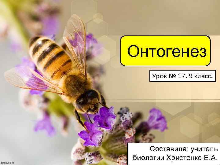 Онтогенез Урок № 17. 9 класс. Составила: учитель биологии Христенко Е. А. 