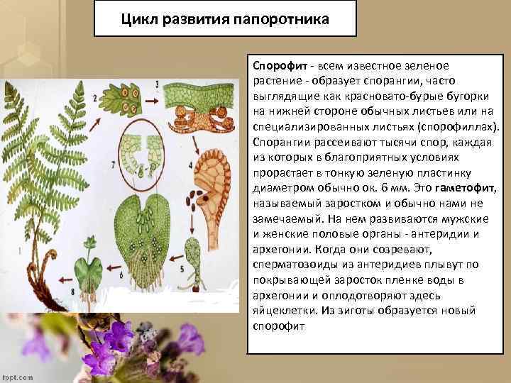 Цикл развития папоротника Спорофит - всем известное зеленое растение - образует спорангии, часто выглядящие