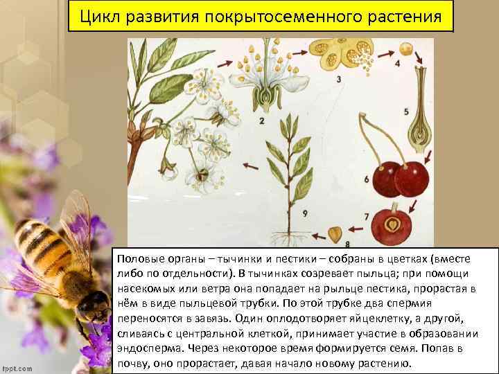 Цикл развития покрытосеменного растения Половые органы – тычинки и пестики – собраны в цветках