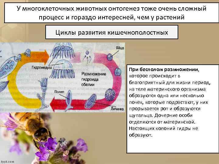 У многоклеточных животных онтогенез тоже очень сложный процесс и гораздо интересней, чем у растений