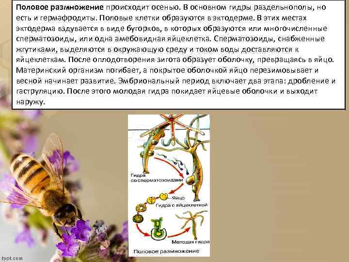 Половое размножение происходит осенью. В основном гидры раздельнополы, но есть и гермафродиты. Половые клетки