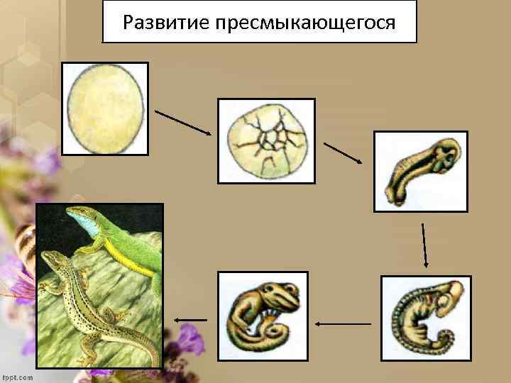 Развитие пресмыкающегося 