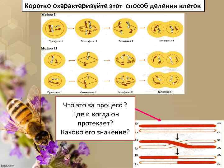 Коротко охарактеризуйте этот способ деления клеток Что это за процесс ? Где и когда